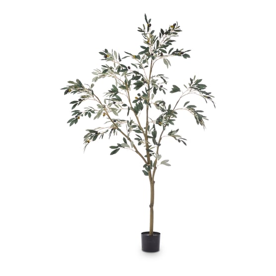 Potted Olive Tree