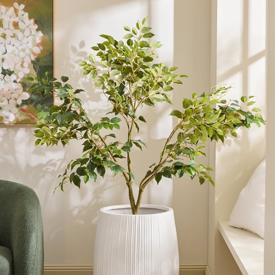 Green Weeping Ficus